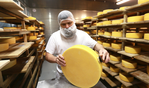 Производство твердого сыра с постоянным рынком сбыта 1