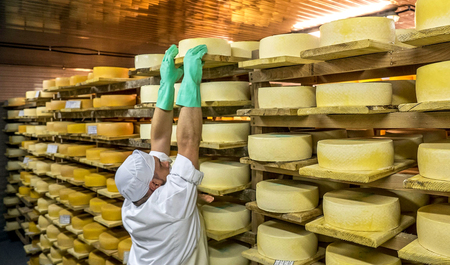 Производство твердого сыра с постоянным рынком сбыта 1