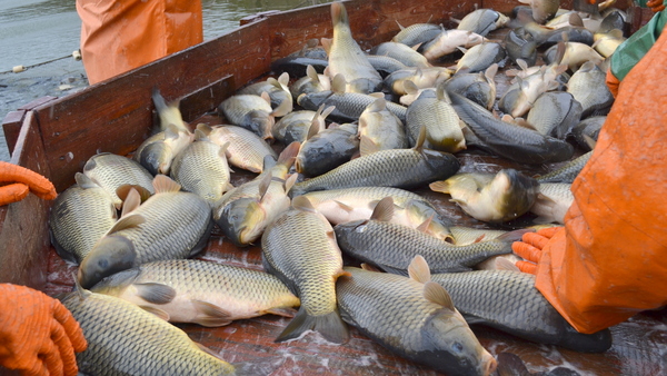 Крупнейшее рыбное производство в ЮФО 2