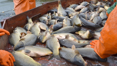 Крупнейшее рыбное производство в ЮФО 1